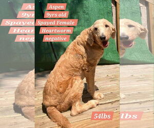 Labradoodle Dogs for adoption in Columbus, IN, USA