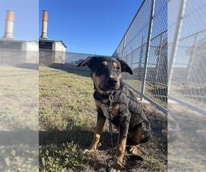 Mutt Dogs for adoption in Corpus Christi, TX, USA