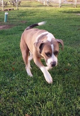 Beabull Dogs for adoption in Harrisville, WV, USA