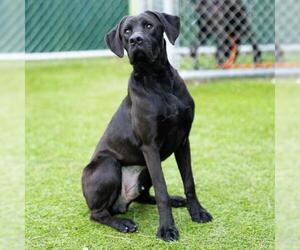 Great Dane-Labrador Retriever Mix Dogs for adoption in Camarillo, CA, USA