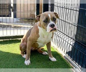 Boxer-Unknown Mix Dogs for adoption in Orange, CA, USA