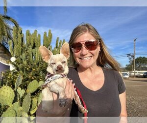 Chihuahua Dogs for adoption in  Ramona, CA, USA