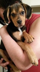 Puggle Dogs for adoption in Gilbertsville, PA, USA