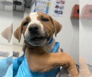 American Pit Bull Terrier-Unknown Mix Dogs for adoption in Bakersfield, CA, USA