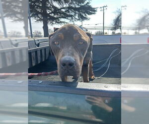 American Bulldog-Unknown Mix Dogs for adoption in Stockton, CA, USA