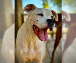 Boxer Dogs for adoption in Austin, TX, USA