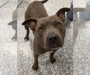 Mutt Dogs for adoption in Bemidji, MN, USA