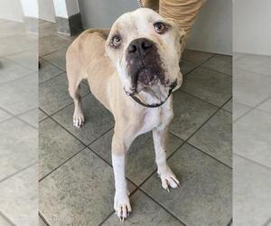 American Bulldog-Unknown Mix Dogs for adoption in San Antonio, TX, USA