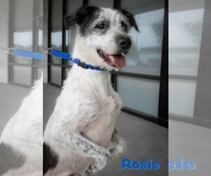 Mutt Dogs for adoption in Wilmington, NC, USA