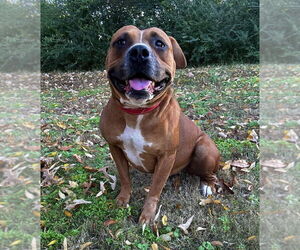 Mutt Dogs for adoption in Boston, MA, USA