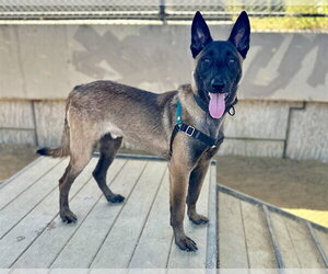 Mutt Dogs for adoption in Berkeley , CA, USA