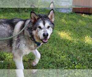 Alaskan Malamute-Huskies  Mix Dogs for adoption in Hillsdale, IN, USA
