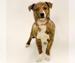 Pembroke Welsh Corgi Dogs for adoption in Show Low, AZ, USA