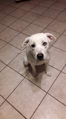 Labrador Retriever-Unknown Mix Dogs for adoption in Runnemede, NJ, USA