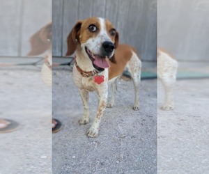 Beagle Dogs for adoption in Las Vegas, NV, USA