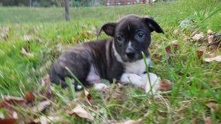 Boston Terrier Dogs for adoption in Fairmont, WV, USA