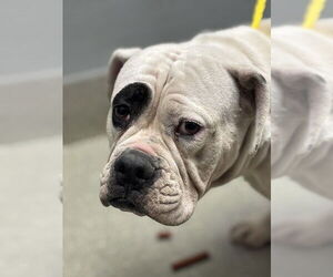 American Pit Bull Terrier-Unknown Mix Dogs for adoption in Las Vegas, NV, USA