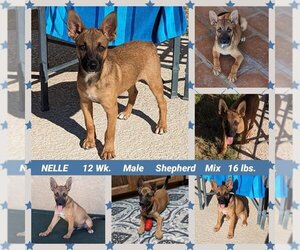 Mutt Dogs for adoption in Mesa, AZ, USA