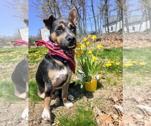 Australian Kelpie-Chihuahua Mix Dogs for adoption in Rockaway, NJ, USA