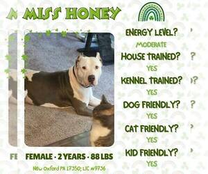 Mutt Dogs for adoption in New Oxford , PA, USA