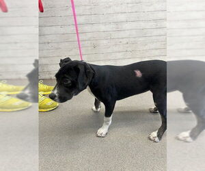 American Pit Bull Terrier Dogs for adoption in San Bernardino, CA, USA