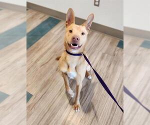 Labrador Retriever-Unknown Mix Dogs for adoption in Baytown, TX, USA