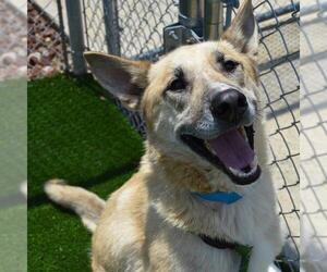 German Shepherd Dog-Unknown Mix Dogs for adoption in Murfreesboro, TN, USA