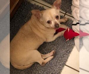 Chihuahua Dogs for adoption in Texarkana, TX, USA