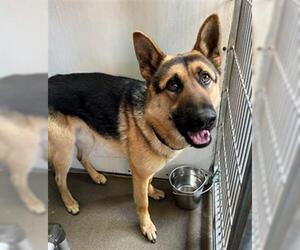 German Shepherd Dog Dogs for adoption in Santa Barbara, CA, USA