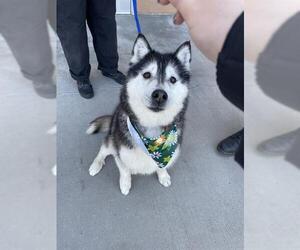 Siberian Husky-Unknown Mix Dogs for adoption in Riverside, CA, USA