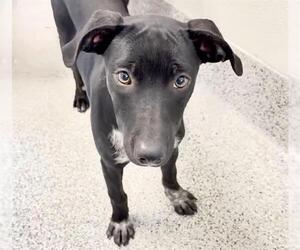 American Pit Bull Terrier-Unknown Mix Dogs for adoption in Houston, TX, USA