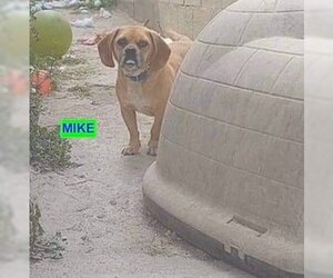 Bagle Hound Dogs for adoption in Woodland Hills, CA, USA