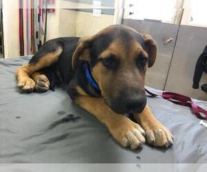 German Shepherd Dog Dogs for adoption in Riverside, CA, USA