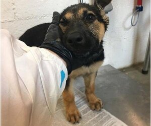 Small German Shepherd Dog Mix