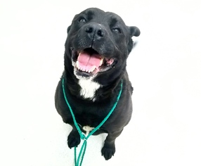American Pit Bull Terrier-Labrador Retriever Mix Dogs for adoption in Spokane, WA, USA