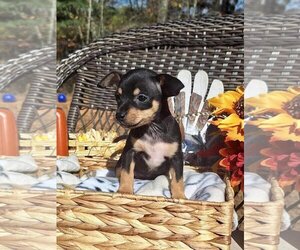 Chihuahua Dogs for adoption in Lakemont, GA, USA