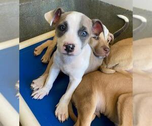 Mutt Dogs for adoption in San Antonio, TX, USA