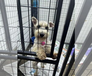 - Mix Dogs for adoption in Mukwonago, WI, USA