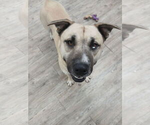 Siberian Husky-Unknown Mix Dogs for adoption in Murfreesboro, NC, USA