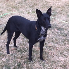 Doberman Pinscher-Unknown Mix Dogs for adoption in Santa Rosa, CA, USA