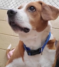 Beagle Dogs for adoption in Canon City, CO, USA