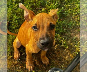 Carolina Dog-Unknown Mix Dogs for adoption in Canton, CT, USA