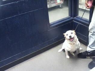Cardigan Welsh Corgi Dogs for adoption in Charlotte, NC, USA
