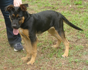 Shepweiller Dogs for adoption in Lithia, FL, USA