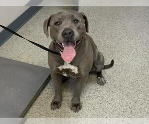 American Pit Bull Terrier-Unknown Mix Dogs for adoption in Visalia, CA, USA
