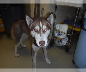 Siberian Husky Dogs for adoption in Sanford, FL, USA