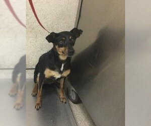 Chihuahua Dogs for adoption in Riverside, CA, USA