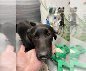 Labrador Retriever-Unknown Mix Dogs for adoption in Woodland, CA, USA