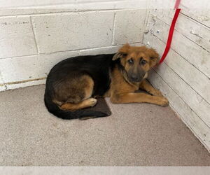 German Shepherd Dog Dogs for adoption in San Bernardino, CA, USA