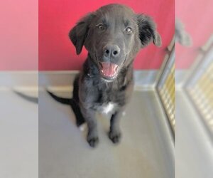 Labrador Retriever-Unknown Mix Dogs for adoption in Visalia, CA, USA
